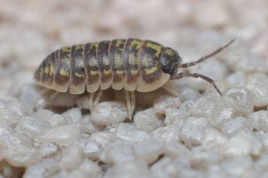 Küçük Armadillidium vulgare yaygın bir hap böceği