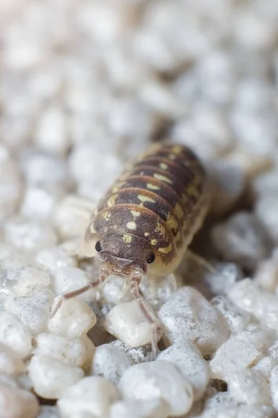 Küçük Armadillidium Vulgare Yaygın Bir Hap Böceği — Stok fotoğraf