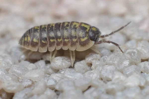 Kleine Armadillidium Vulgare Gewone Pil Bug — Stockfoto