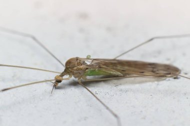 Böcek Dicranomyia koreası. Limoniidae familyasından.