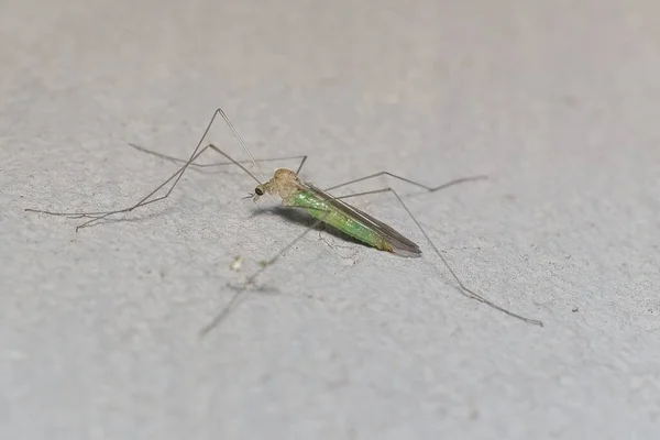 昆虫ジクラノミア族の舞踊団 Limoniidae リモニディウス — ストック写真