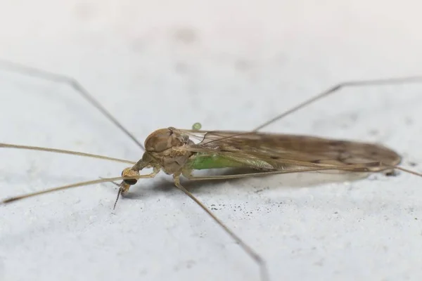 Насекомое Dicranomyia Chorea Cranefly Семействе Limoniidae — стоковое фото