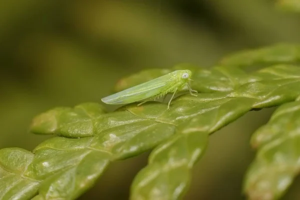 Insecto Empoasca Vitis Pidiksek Sobre Hoja — Foto de Stock