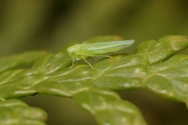 Insect Empoasca Vitis Pidiksek Een Blad — Stockfoto