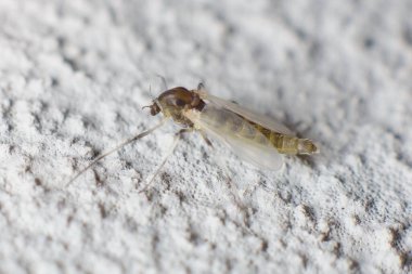 Küçük böcek Mycetophilidae mantar sinekleri