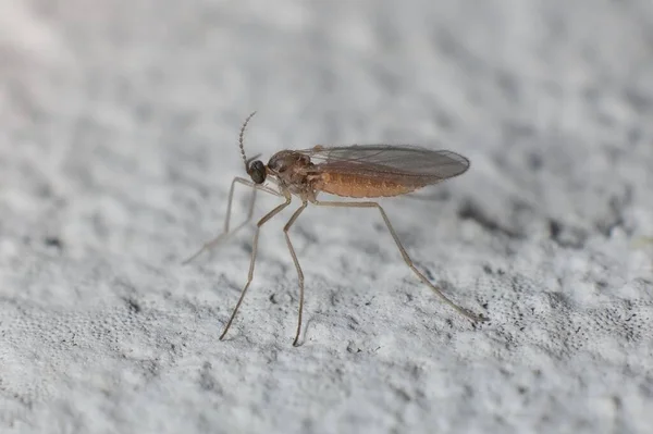 Malý Hmyz Mycetophilidae Houba Komáři — Stock fotografie