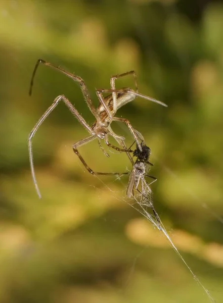 Kleine Spin Met Prooi Een Spinnenweb — Stockfoto