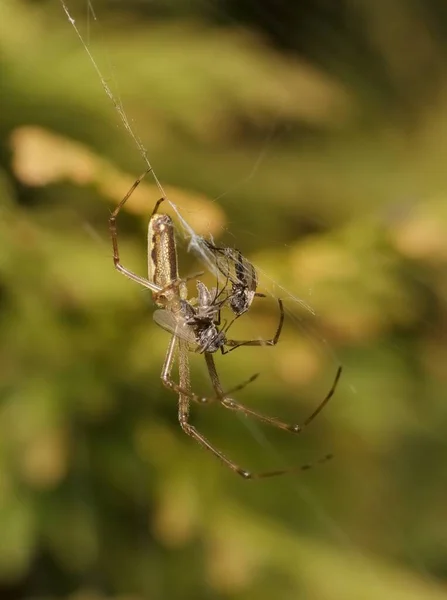 Little Spider Prey Spider Web — Stock Photo, Image