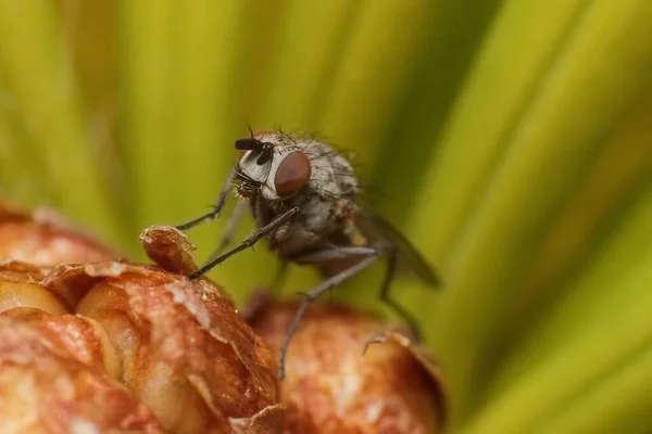 Pequena Mosca Planta — Fotografia de Stock