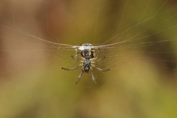 Spinne Darunter Einem Spinnennetz — Stockfoto