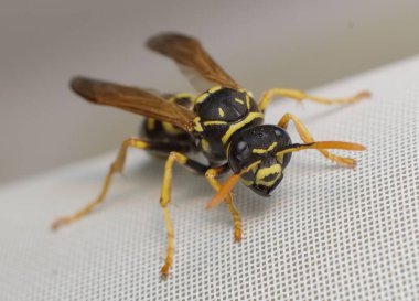 ilk küçük Avrupa kağıt eşekarısı