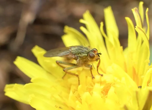 Petite Mouche Dans Une Fleur Pissenlit — Photo