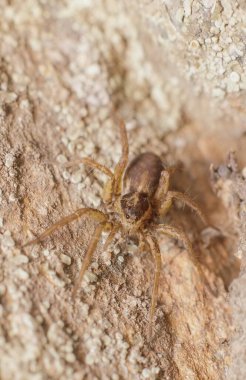 Taşın üzerinde küçük bir örümcek