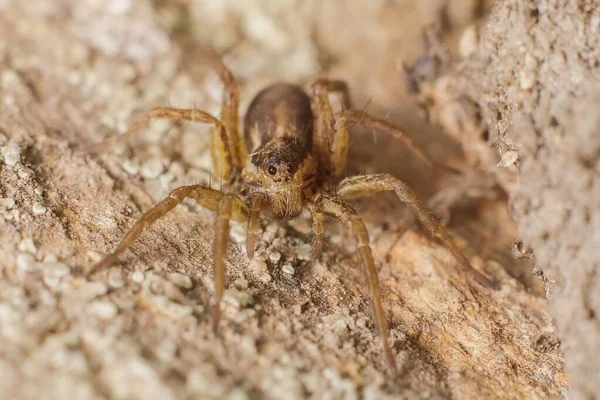 Pequena Aranha Uma Pedra — Fotografia de Stock