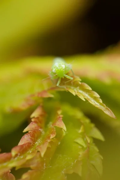 Insecto Empoasca Vitis Pidiksek Sobre Hoja — Foto de Stock