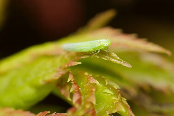 Insekt Empoasca Vitis Pidiksek Auf Einem Blatt — Stockfoto