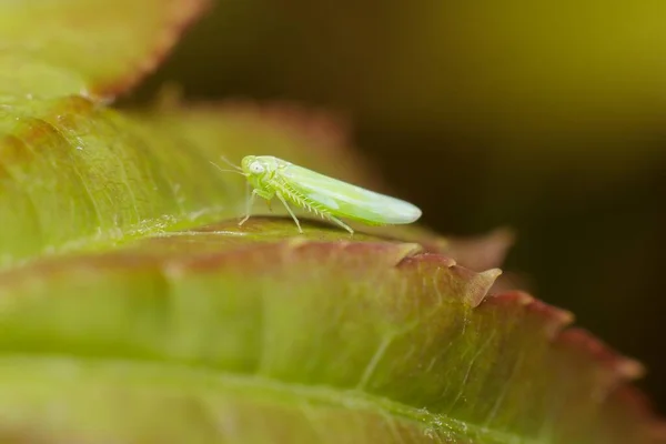 Insect Empoasca Vitis Pidiksek Een Blad — Stockfoto