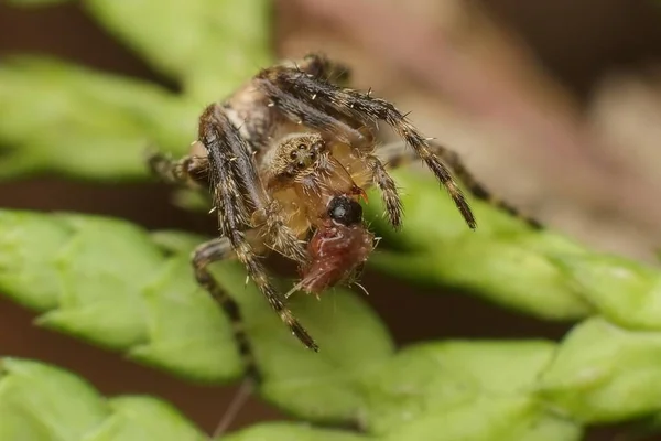 Kleine Webspin Pisaura Mirabilis Eet Prooi — Stockfoto