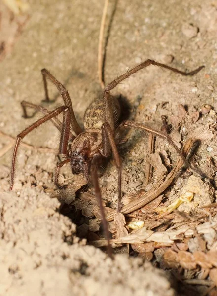 Erste Frühlingshafte Braune Hausspinne — Stockfoto