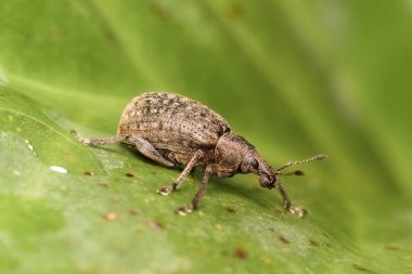 Küçük kahverengi böcek Brachypera dauci