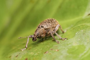 Küçük kahverengi böcek Brachypera dauci