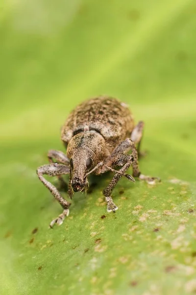 Petit Coléoptère Brun Brachypera Dauci — Photo