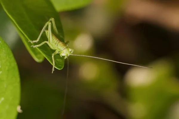 Pequeño Saltamontes Verde Hierba — Foto de Stock