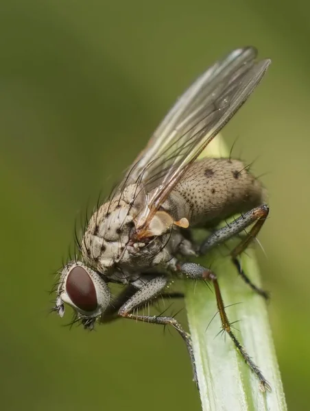 Pequena Mosca Jovem Grama — Fotografia de Stock