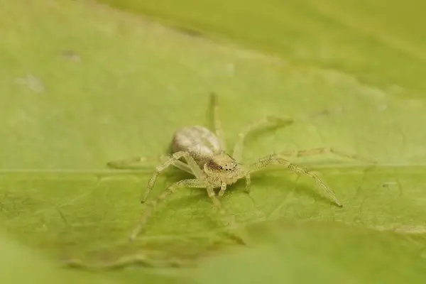 Маленький Молодий Зелений Павук Нігма — стокове фото