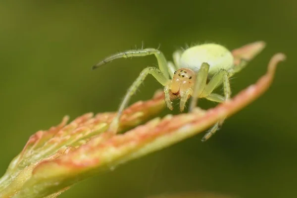 Petite Jeune Araignée Verte Nigma — Photo