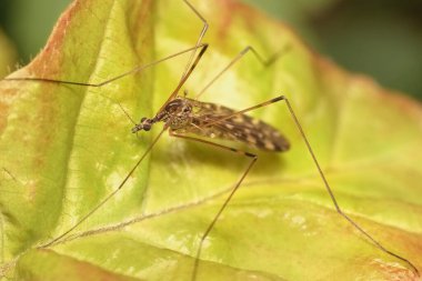 Yaprağın üzerindeki böcek Limoniidae