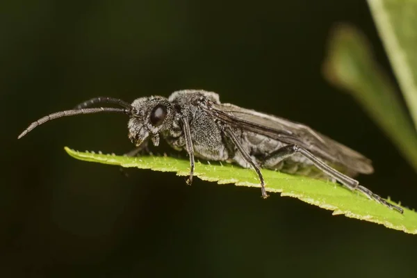 Insect Tiphiidae Leaf — Zdjęcie stockowe