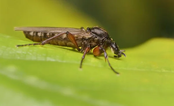 Mosca Bibio Pomonae Fêmea Uma Folha — Fotografia de Stock