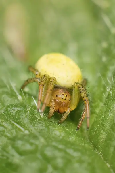 Μικρή Πράσινη Αράχνη Νίγμα — Φωτογραφία Αρχείου
