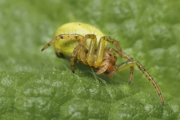 Kleine Jonge Groene Spin Nigma — Stockfoto