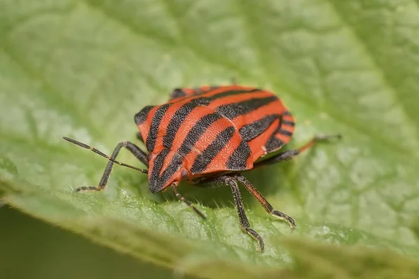 Käfer Graphosoma Lineatum Auf Einem Blatt — Stockfoto