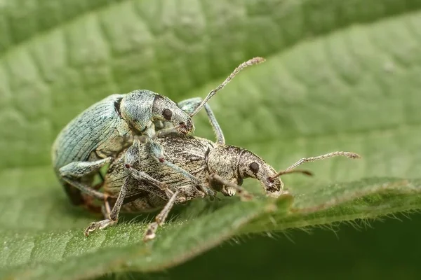 Kever Phyllobius Mannetje Vrouwtje — Stockfoto