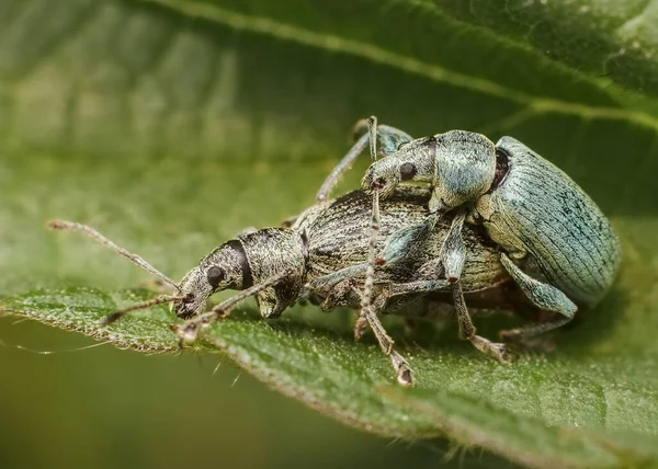 Böcek Phyllobius Erkek Dişi — Stok fotoğraf