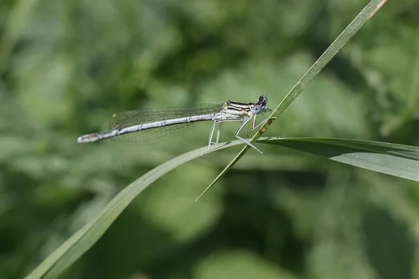 Libellula Smeraldo Libellula Lestes Sponsa — Foto Stock