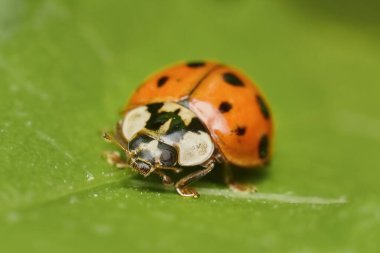 Yaprağın üzerindeki Doğu uğur böceği