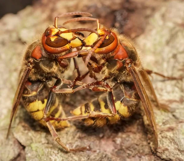 Duell Zweier Hornissen Auf Einem Baum — Stockfoto