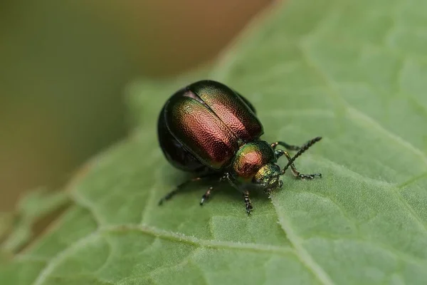 Escarabajo Del Muelle Verde Una Hoja — Foto de Stock