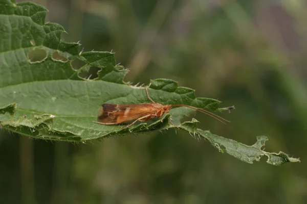 Caddisfly Limnephilus Ένα Φύλλο — Φωτογραφία Αρχείου