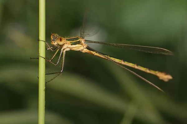 Emerald Damselfly Grass — Stock Photo, Image