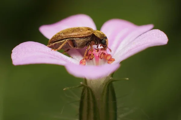 Pequeño Escarabajo Frambuesa Una Flor Púrpura — Foto de Stock