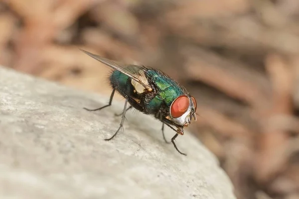 Mosca Doméstica Uma Pedra — Fotografia de Stock