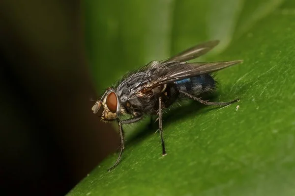 Mosca Doméstica Uma Folha — Fotografia de Stock