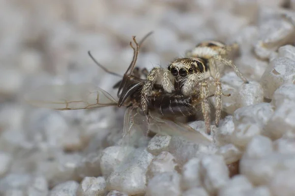 Araignée Zébrée Avec Mouche Insecte Proie — Photo