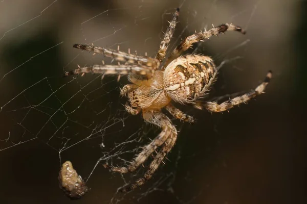 Gömb Takács Araneus Diadematus Egy Pókhálóban — Stock Fotó