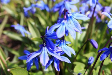 Mavi bahar kardelenleri. Güzel bahar çiçekleri fotoğrafı..